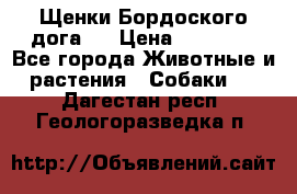 Щенки Бордоского дога.  › Цена ­ 30 000 - Все города Животные и растения » Собаки   . Дагестан респ.,Геологоразведка п.